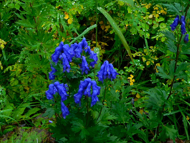 �I�[�g���J�u�g