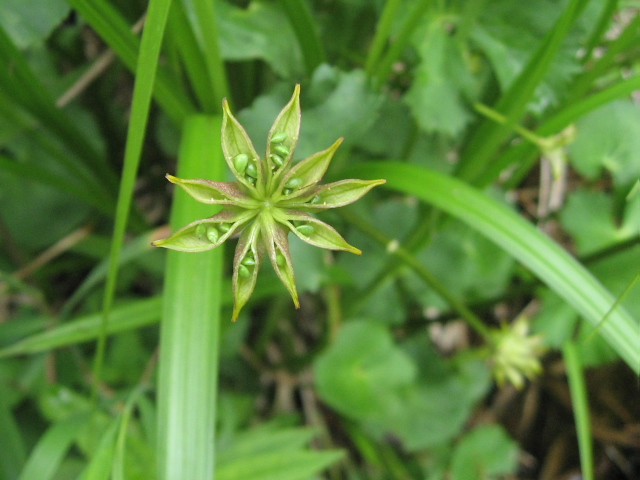 �����E�L���J