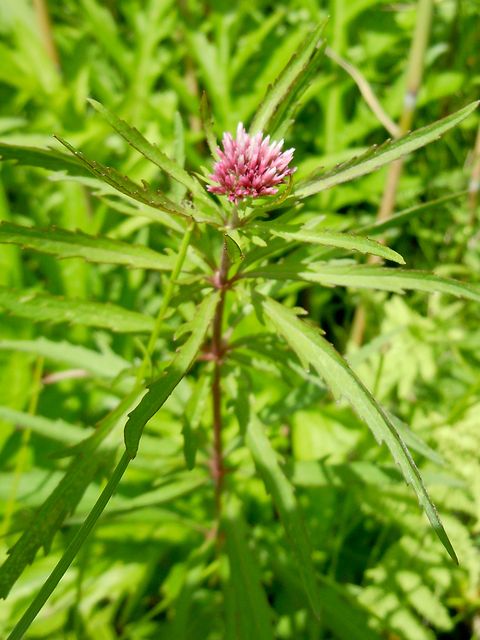 �T�P�o�T���q���h��