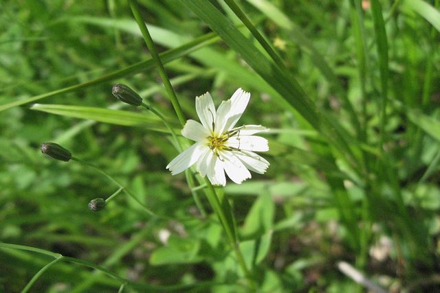 �V���o�i�j�K�i