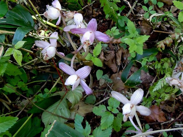 �V���E�L����