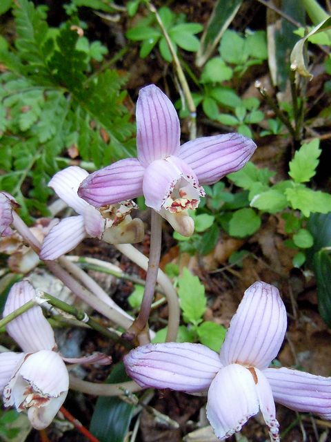 �V���E�L����