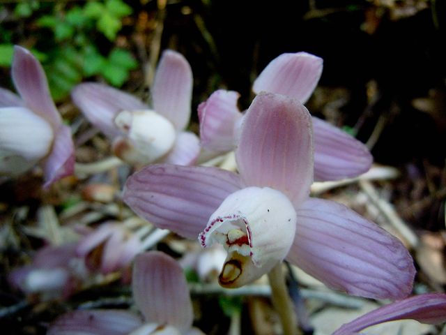 �V���E�L����