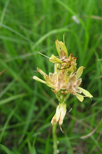 �V���E�W���E�o�J�}