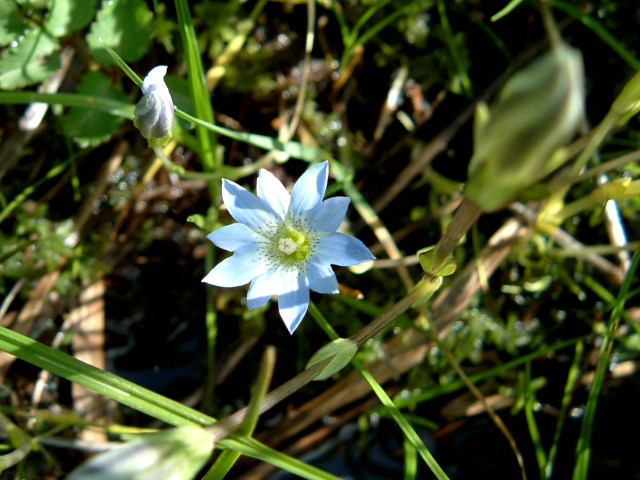 �^�e���}�����h�E