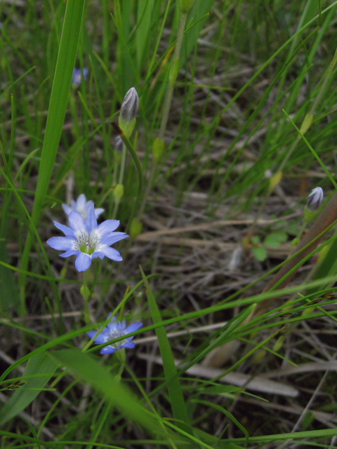 �^�e���}�����h�E