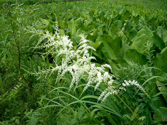 �g���A�V�V���E�}