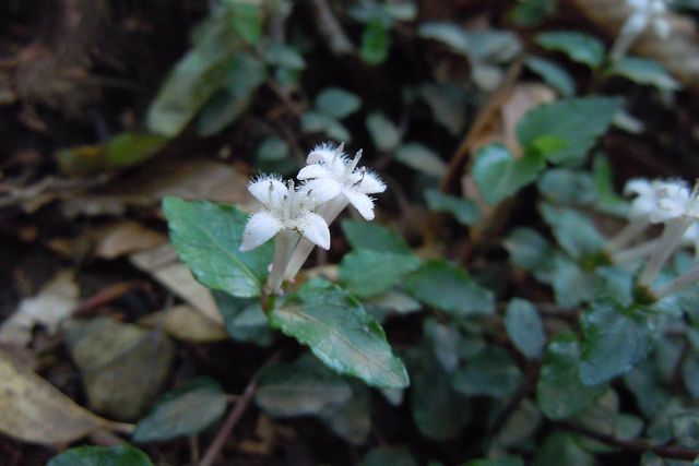 �c���A���h�I�V