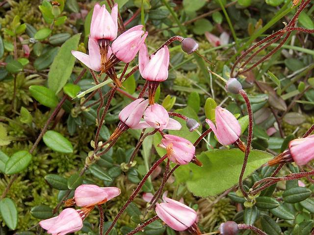 �c���R�P����