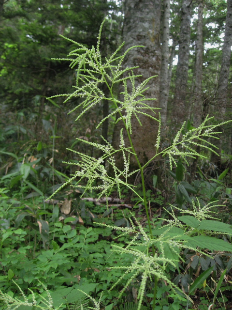 ���}�u�L�V���E�}