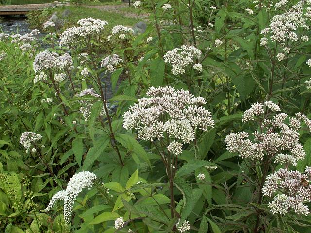 ���c�o�q���h��