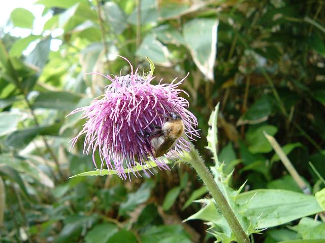 �W���E�V���E�I�j�A�U�~