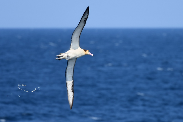 �A�z�E�h��