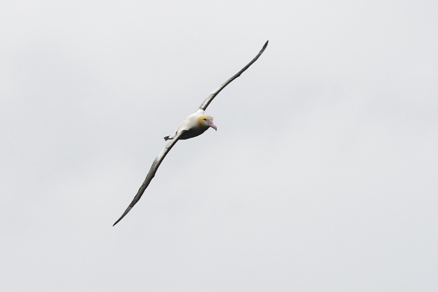 �A�z�E�h��