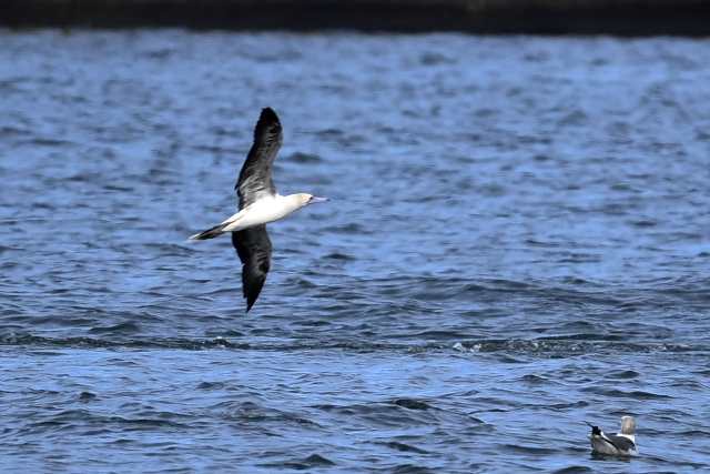 �A�J�A�V�J�c�I�h��