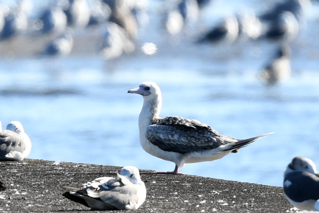 �A�J�A�V�J�c�I�h��