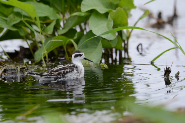 �A�J�G���q���A�V�V�M