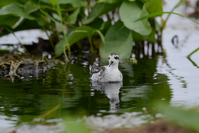 �A�J�G���q���A�V�V�M