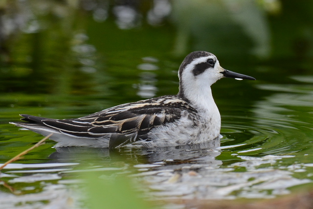 �A�J�G���q���A�V�V�M