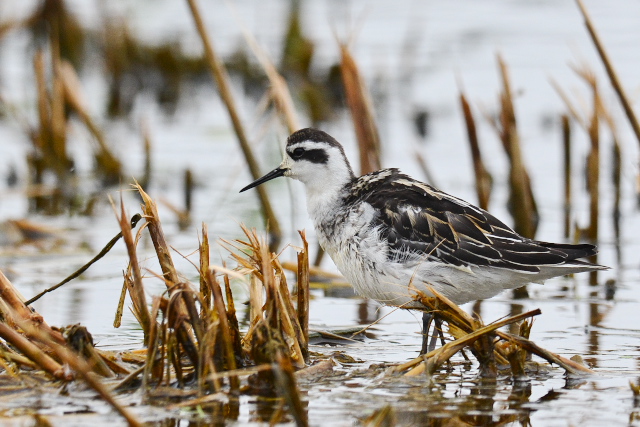 �A�J�G���q���A�V�V�M