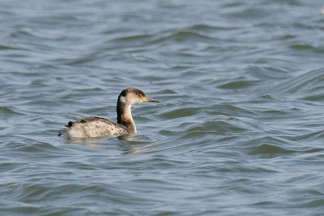 �A�J�G���J�C�c�u��