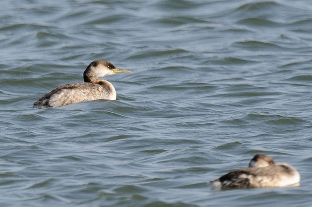 �A�J�G���J�C�c�u��