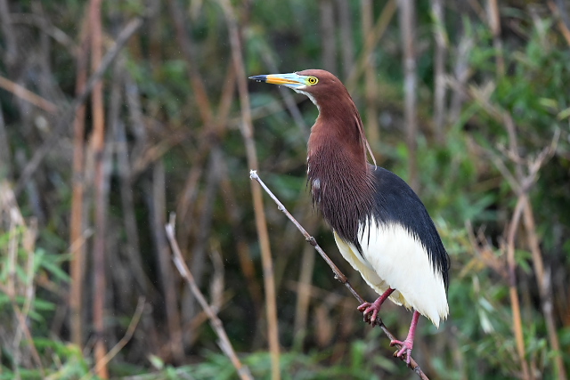 �A�J�K�V���T�M