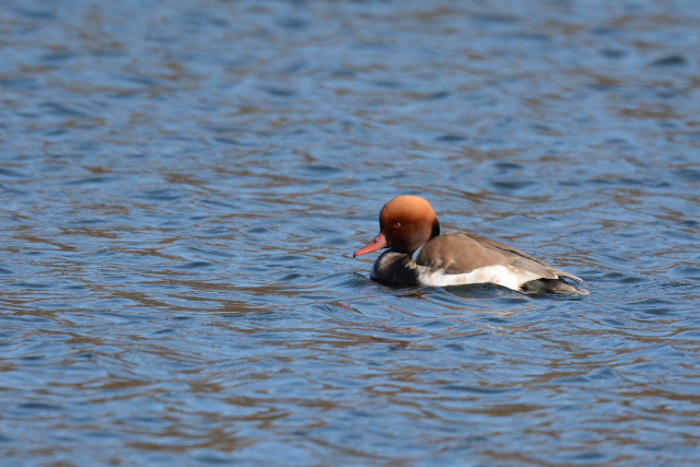 �A�J�n�V�n�W��