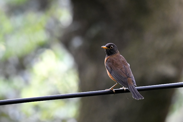 �A�J�R�b�R