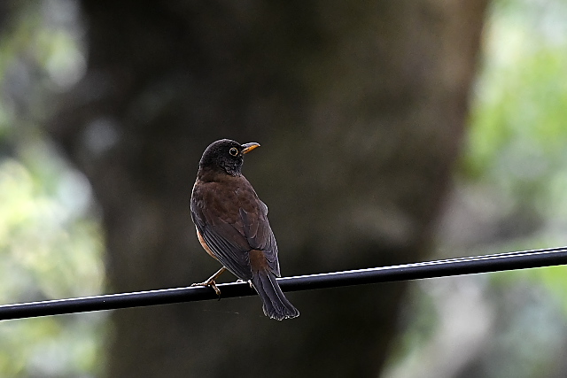 �A�J�R�b�R