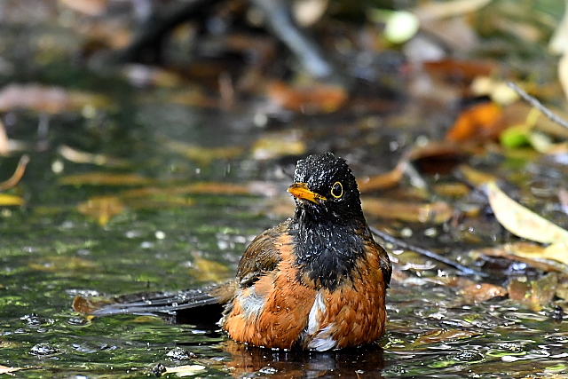 �A�J�R�b�R