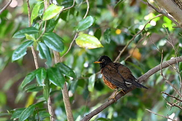 �A�J�R�b�R