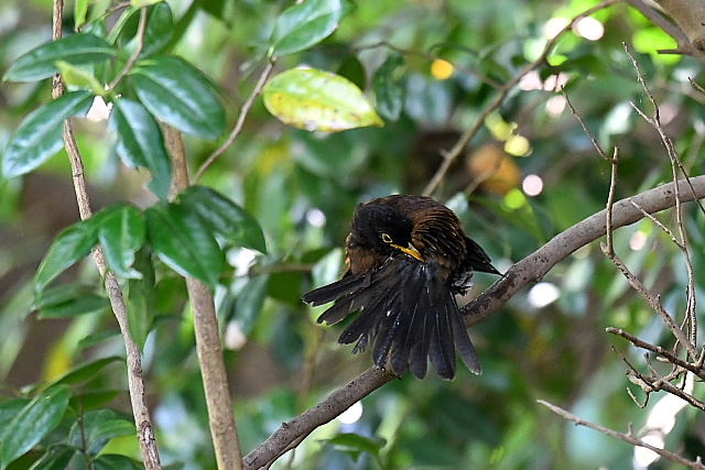 �A�J�R�b�R