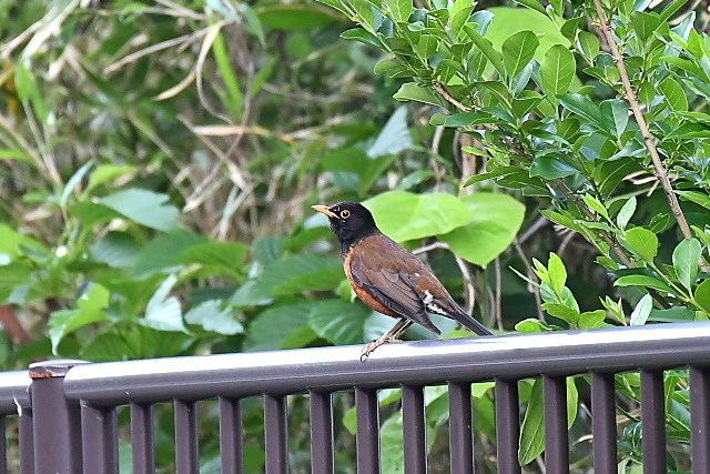 �A�J�R�b�R