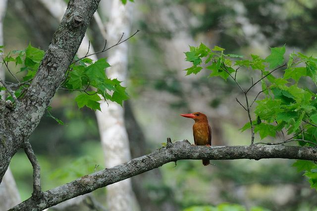 �A�J�V���E�r��