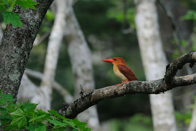 �A�J�V���E�r��