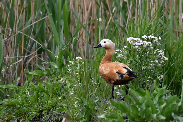 �A�J�c�N�V�K��