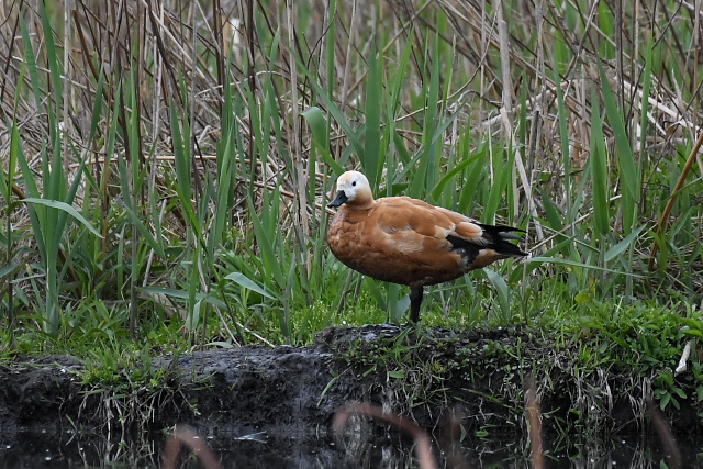 �A�J�c�N�V�K��