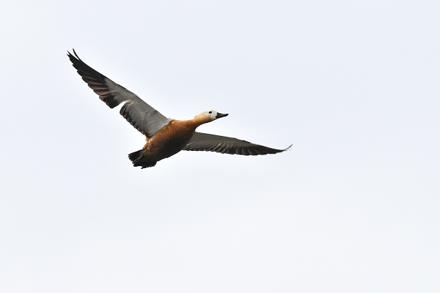 �A�J�c�N�V�K��