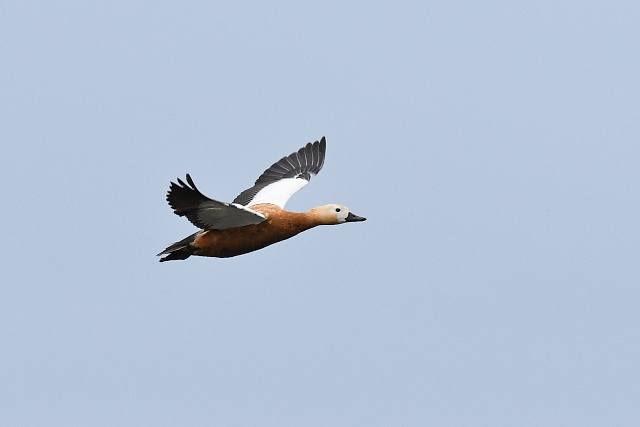 �A�J�c�N�V�K��