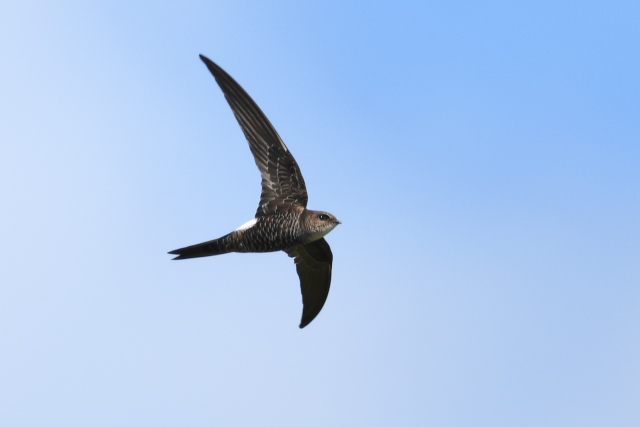 �A�}�c�o��