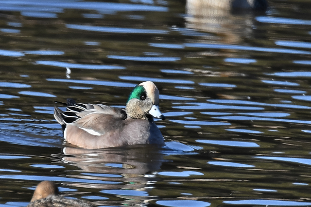 �A�����J�q�h��