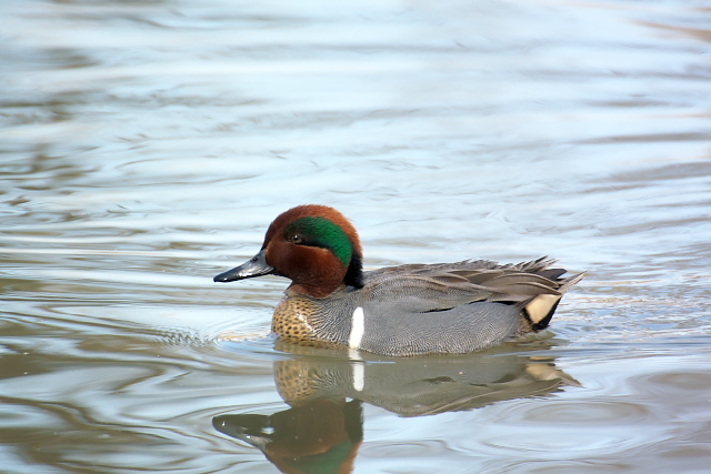 �A�����J�R�K��