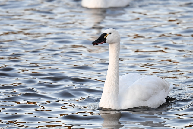 �A�����J�R�n�N�`���E