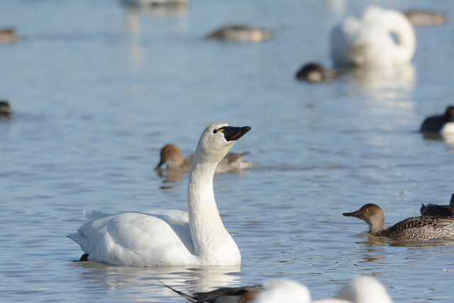 �A�����J�R�n�N�`���E