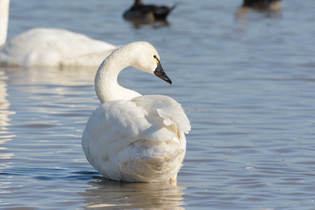 �A�����J�R�n�N�`���E