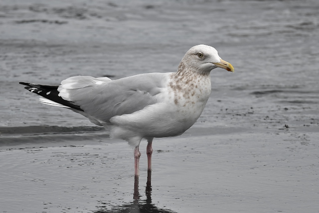 �A�����J�Z�O���J����