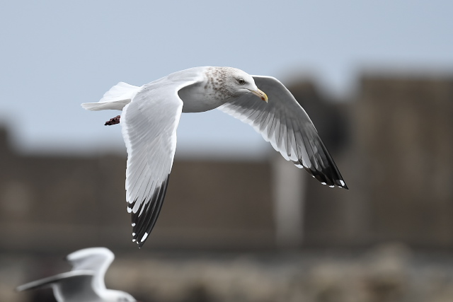 �A�����J�Z�O���J����