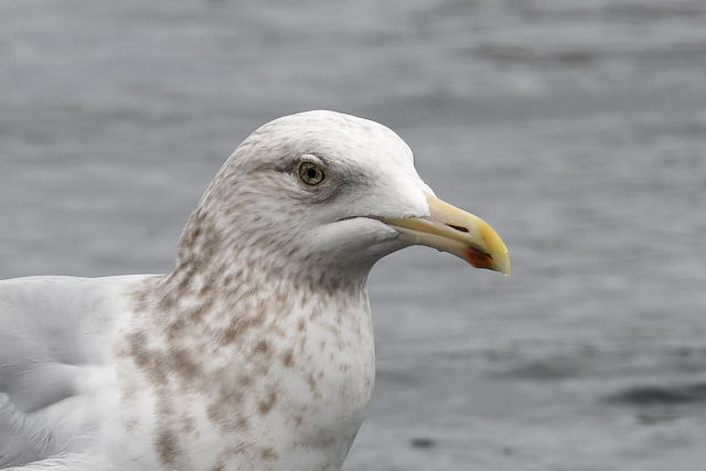 �A�����J�Z�O���J����