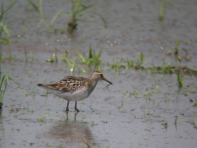 �A�����J�E�Y���V�M